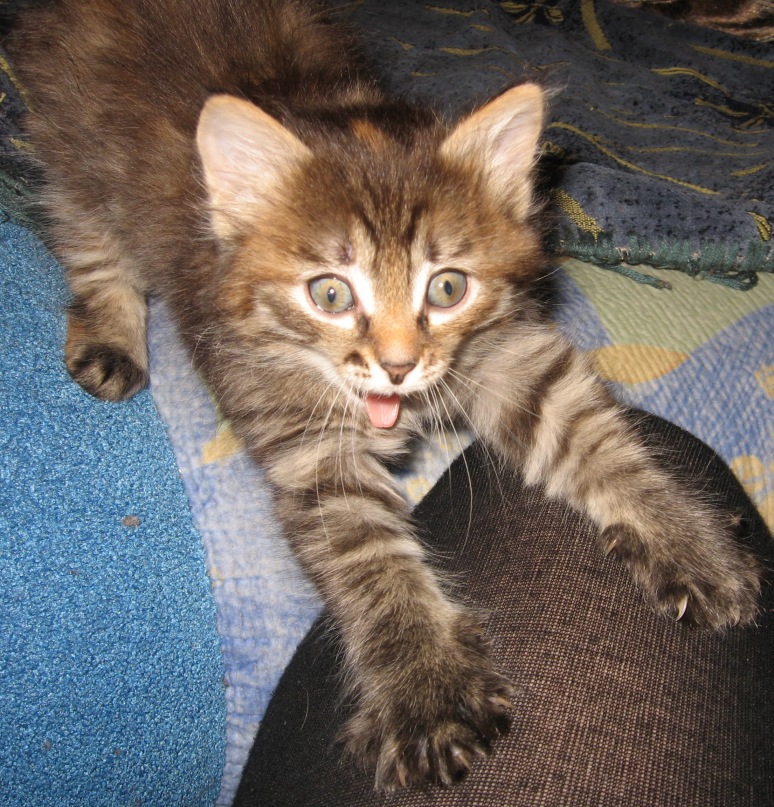 Творческий Турнир Наруто - Вискас - котёнка плющит не по-детски!