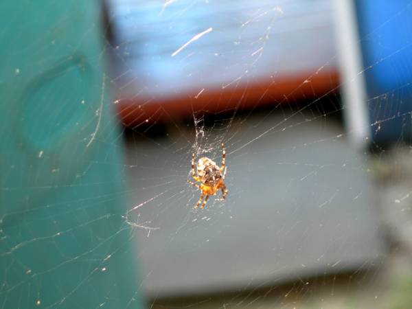 Ах, лето красное!