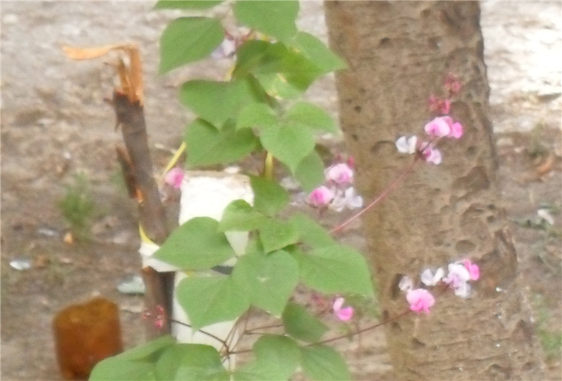 Три месяца счастья