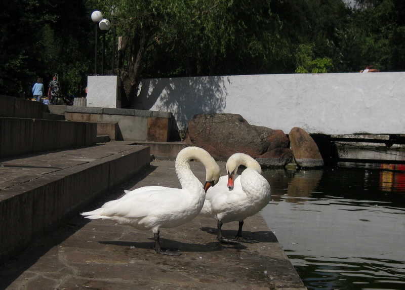 Прощение чёрного белым